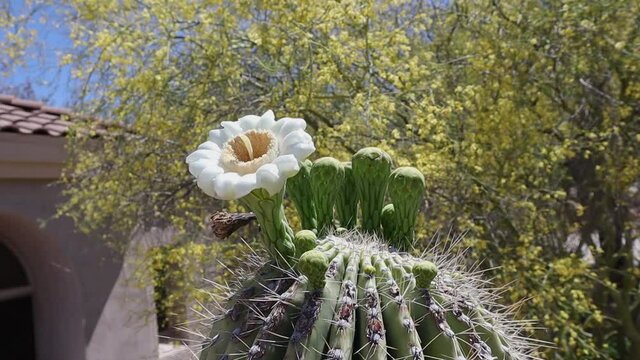 Closeup on a Saguaro Cactus Flower in Scottsdale Arizona