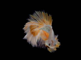 oil paint  siames fighting fish..betta splendens fish with black background.