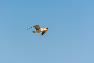 Seagull is flying in sky over the sea waters in corniche park, Dammam, Saudi Arabia