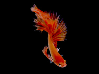 oil paint  siames fighting fish..betta splendens fish with black background.