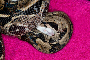 Columbian Red-tailed Boa crushing and eating mouse on red background