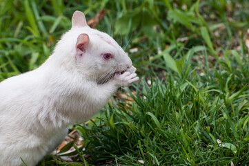 Albino squirrel eating bird seed fallen on the ground