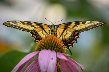 The Eastern Tiger Swallowtail (Papilio glaucus), North Carolina's state butterfly. Front view, on a coneflower.