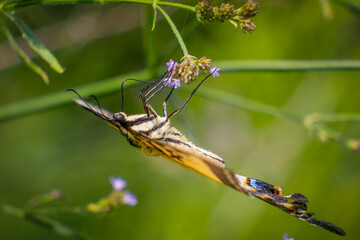 The Eastern Tiger Swallowtail (Papilio glaucus), North Carolina's state butterfly. Side view with wings down.