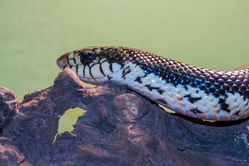 Closeup of a Madagastar Giant Hognose Snake