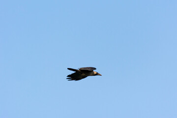 Black crow flyingn to the pole of streetlight in the sky over corniche park, Dammam, Saudi Arabia
