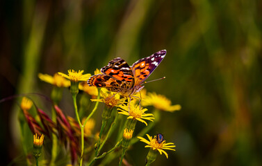 Fototapeta na wymiar butterfly on flower