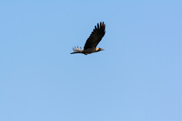 Black crow flyingn to the pole of streetlight in the sky over corniche park, Dammam, Saudi Arabia