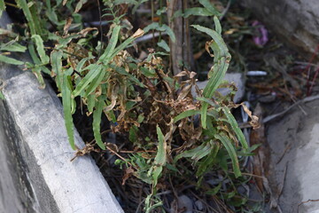 Rust disease on the green leaf. Main problem of growing plant in the city.