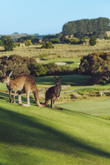 kangaroos on side hill of green gass on golf course 