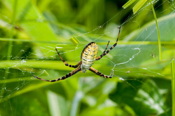 Bright colorful image of a Female Banded Argiope sitting in her web