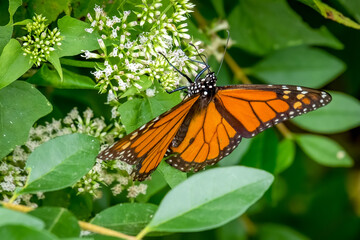 A Male Monarch (Danaus plexippus) takes in nectar from tiny white blooms of a Climbing Hempvine...
