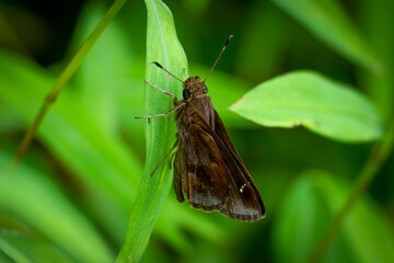 A Clouded Skipper (Lerema accius). Raleigh, North Carolina.