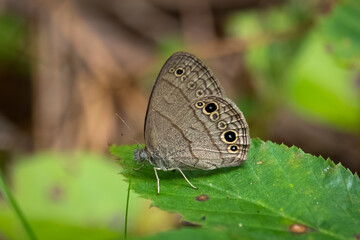 A Carolina Satyr (Hermeuptychia sosybius) rests on a leaf. Raleigh, North Carolina.