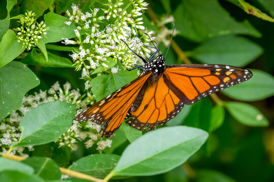 A Male Monarch (Danaus plexippus) takes in nectar from tiny white blooms of a Climbing Hempvine (Mikania scandens).