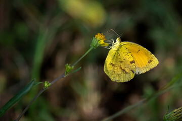 A Sleepy Orange (Abaeis nicippe) extracts nectar from a yellow bloom. Raleigh, North Carolina.