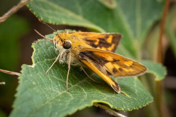 A Fiery Skipper (Hylephila phyleus) with its wings down. Raleigh, North Carolina.