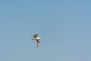 Obraz premium Seagull is flying in sky over the sea waters in corniche park, Dammam, Saudi Arabia