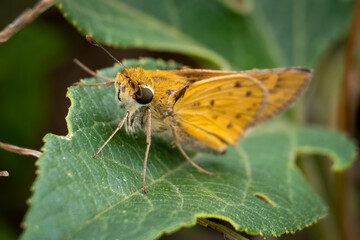 A Fiery Skipper (Hylephila phyleus). Raleigh, North Carolina.