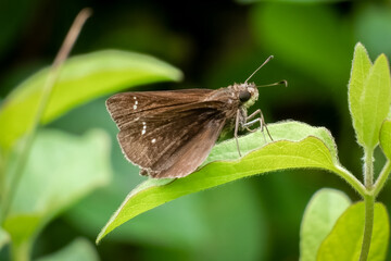 A Clouded Skipper (Lerema accius) perches on a leaf. Raleigh, North Carolina.