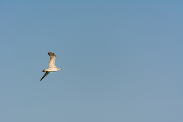 Seagull is flying in sky over the sea waters in corniche park, Dammam, Saudi Arabia
