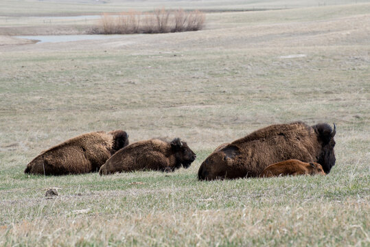 American Bison resting in the Badlands of South Dakota © silukstockimages