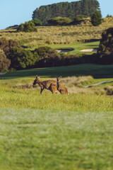 kangaroos on golf course 