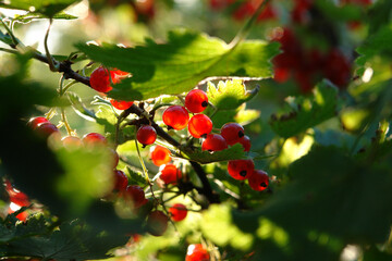 Fresh ripe redcurrants on a bush in the garden on a sunny morning, closeup, copy space for text. Red currants glowing in the backlight of the sun