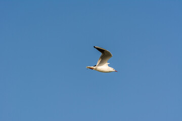 Seagull is flying in sky over the sea waters in corniche park, Dammam, Saudi Arabia