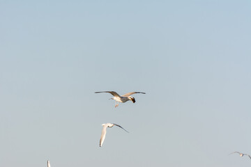 Seagull is flying in sky over the sea waters with food on its mouth in corniche park, Dammam, Saudi Arabia
