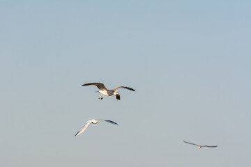 Seagull is flying in sky over the sea waters with food on its mouth in corniche park, Dammam, Saudi Arabia