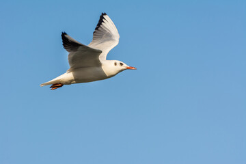 Seagull is flying in sky over the sea waters in corniche park, Dammam, Saudi Arabia