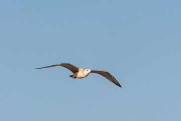 Seagull is flying in sky over the sea waters in corniche park, Dammam, Saudi Arabia