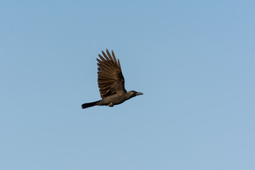 Black crow flyingn to the pole of streetlight in the sky over corniche park, Dammam, Saudi Arabia