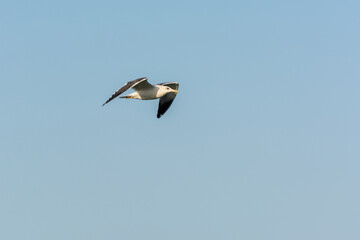 Seagull is flying in sky over the sea waters in corniche park, Dammam, Saudi Arabia
