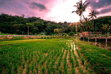 The blurred background view of the roadside inn and green rice fields, the beauty of nature during the trip.