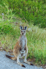 kangaroo on path 