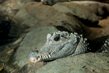 West African Dwarf Crocodile