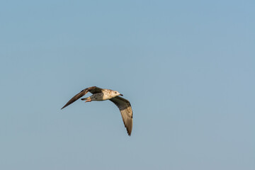 Seagull is flying in sky over the sea waters in corniche park, Dammam, Saudi Arabia