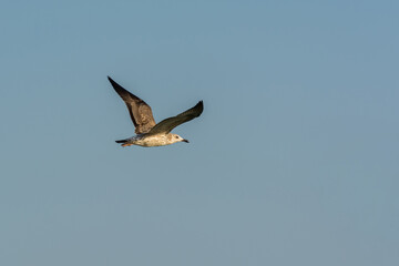 Seagull is flying in sky over the sea waters in corniche park, Dammam, Saudi Arabia