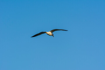 Seagull is flying in sky over the sea waters in corniche park, Dammam, Saudi Arabia