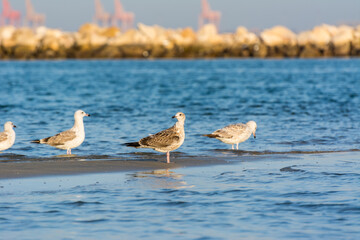 A group of Caspian Gulls at the beach with background of sea in Dammam, Kingdom of Saudi Arabia