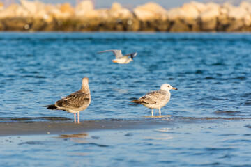 A pair of Caspian Gulls at the beach with background of sea in Dammam, Kingdom of Saudi Arabia