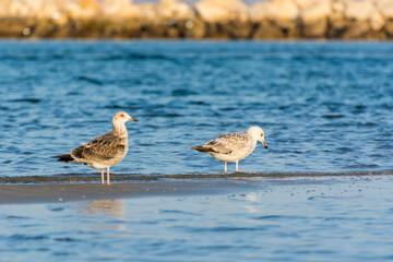 A pair of Caspian Gulls at the beach with background of sea in Dammam, Kingdom of Saudi Arabia