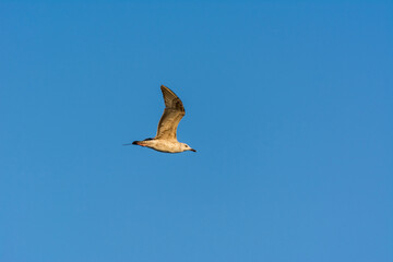 Seagull is flying in sky over the sea waters in corniche park, Dammam, Saudi Arabia