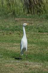 Cattle egret standing tall