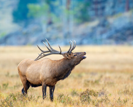 Bugling Bull Elk