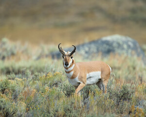 Pronghorn Buck in Wyoming