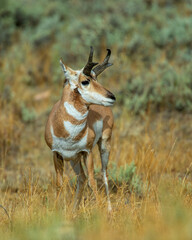 Pronghorn Buck in Wyoming