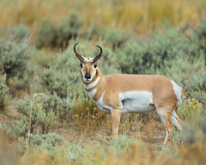 Pronghorn Buck in Wyoming